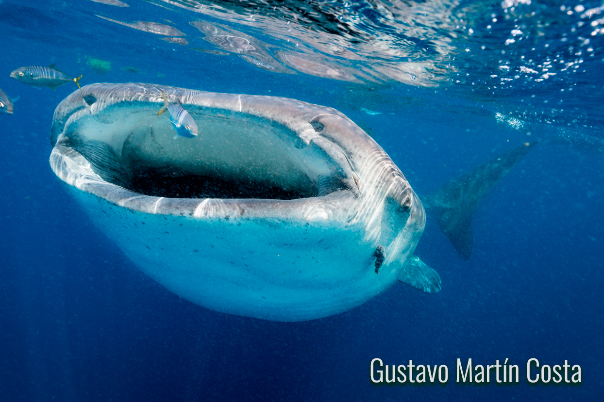 tiburón ballena