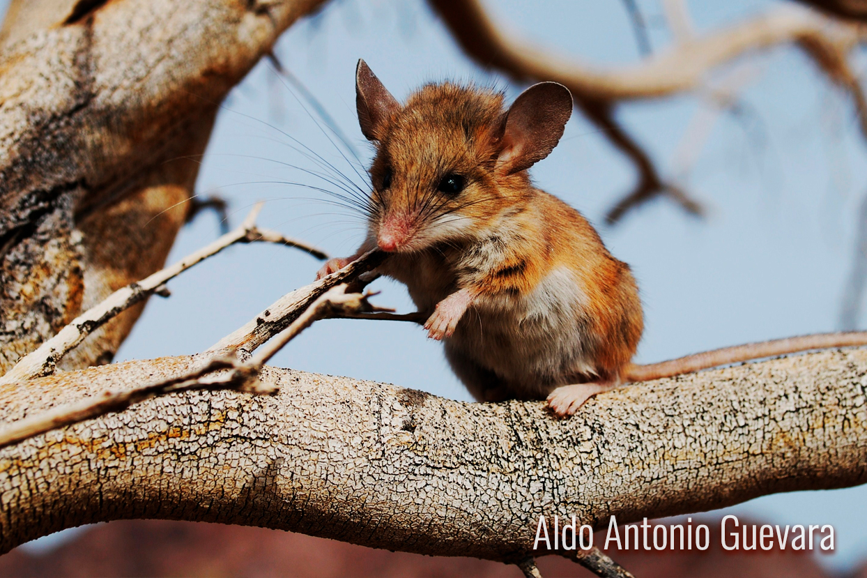 ratón de la Isla María Madre