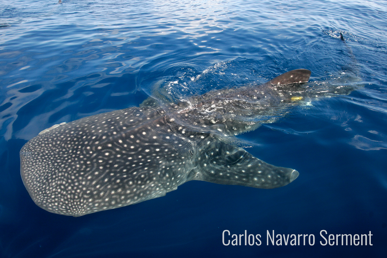 tiburón ballena