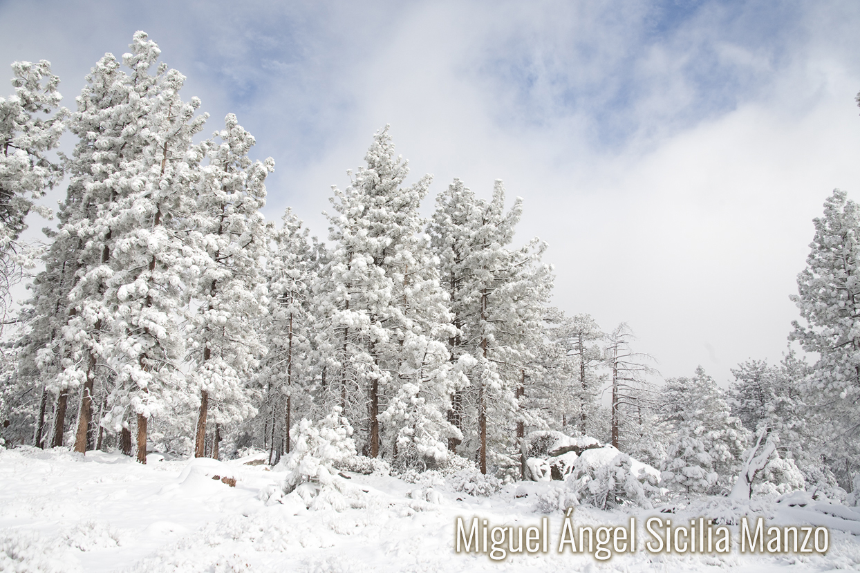 Bosque nevado en México