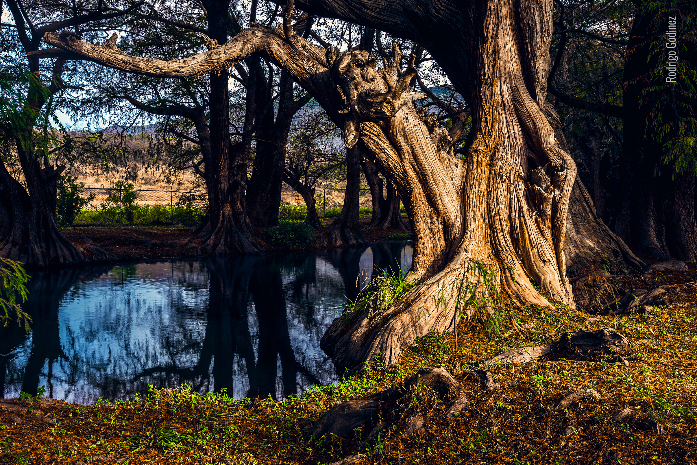 fotografía de árbol en Parque Nacional Lago de Camecuaro