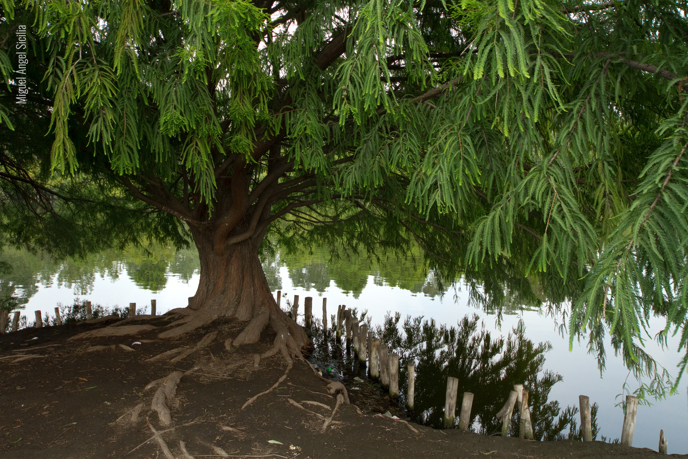 fotografía de árbol en Parque Nacional Lago de Camecuaro