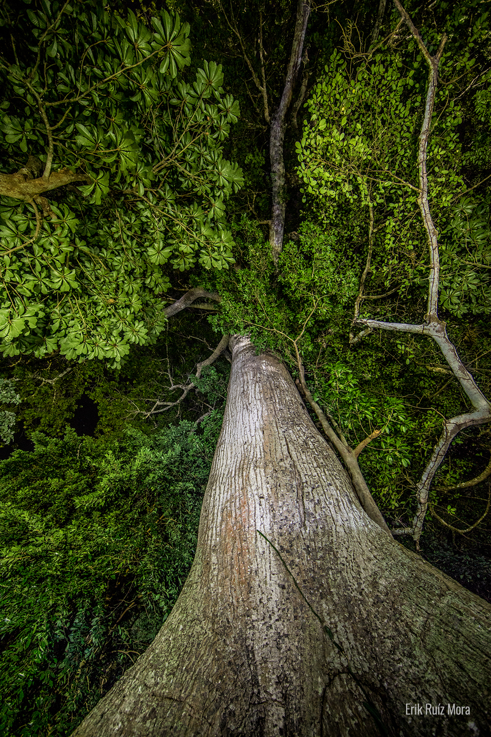 Ceiba pentandra