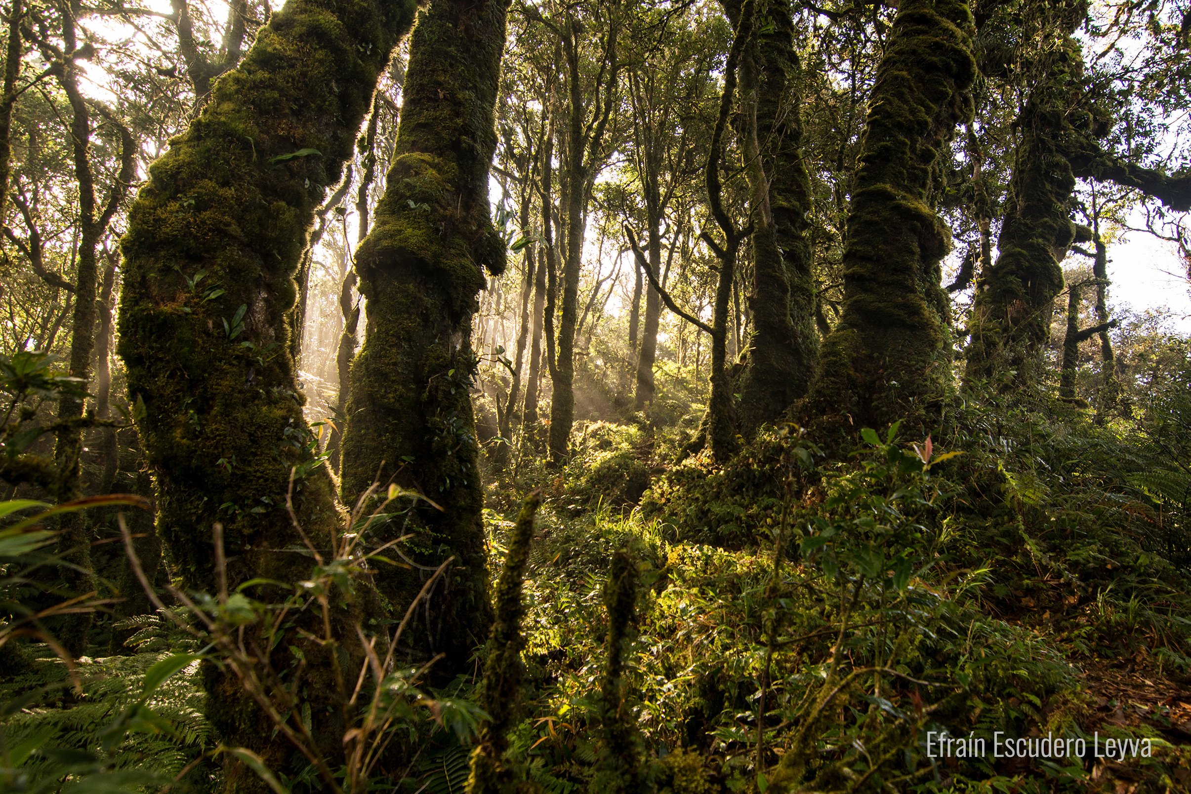 fotografía de árbol en Parque Nacional Lago de Camecuaro