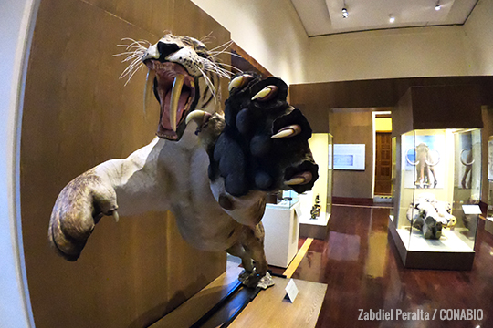 Tigre, dientes de sable