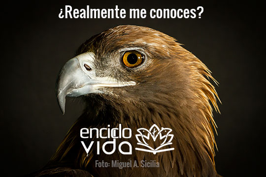 Águila real