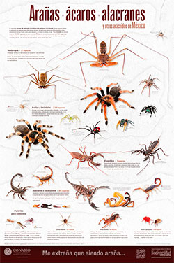 Cartel Arañas