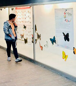 Exposición mariposas
