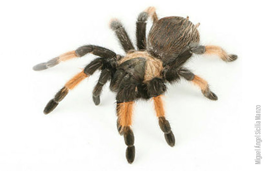 #WeLoveTarantulas / #Amamoslastarantulas