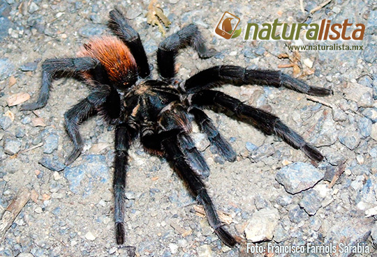 Tarántula