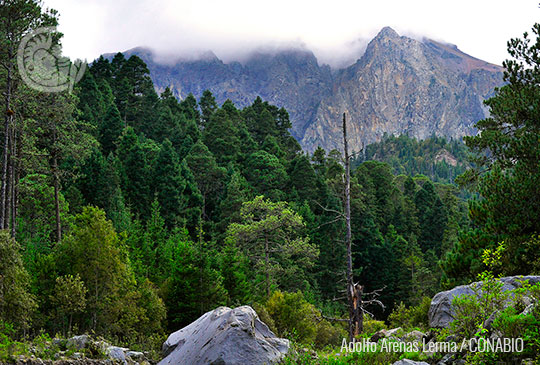 Bosques