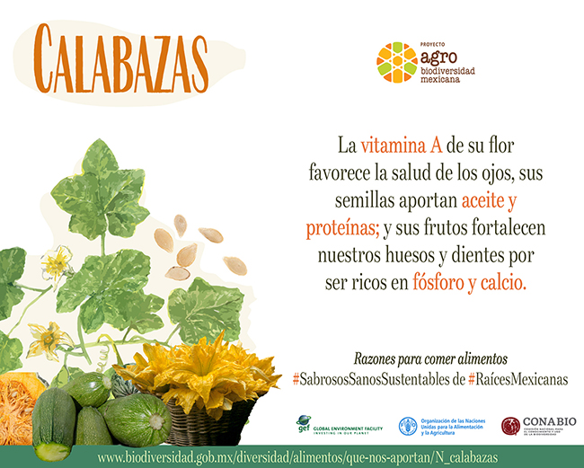 Calabazas y chilacayotes