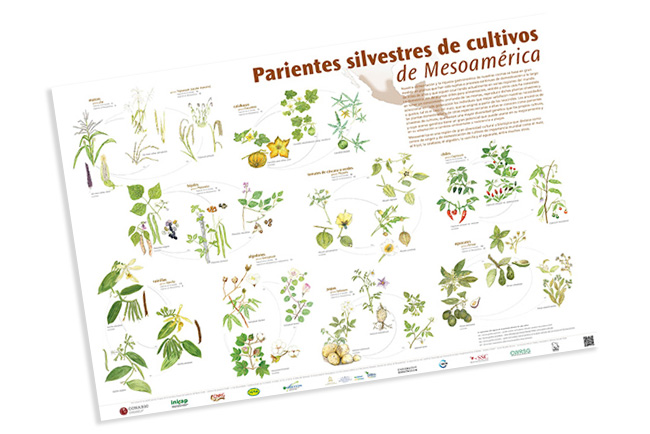 Cartel de Parientes silvestres de cultivos de Mesoamérica