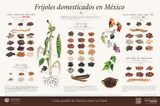 Cartel de frijoles