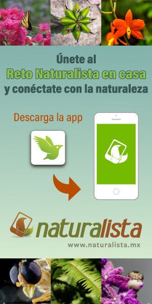 Reto NaturaLista en casa