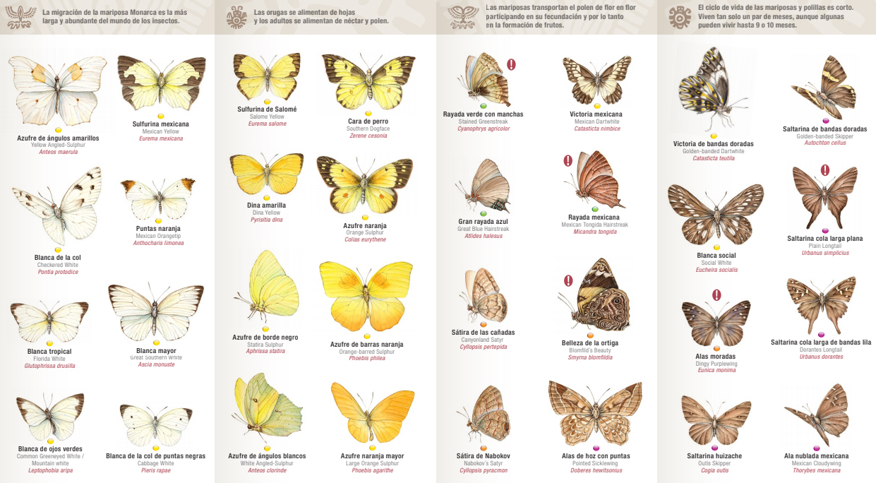guía de mariposas
