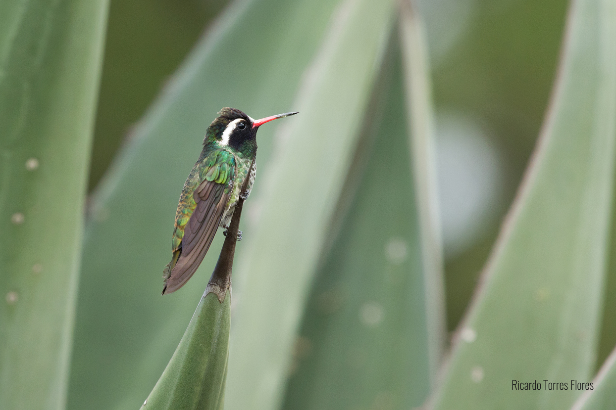 Colibrí