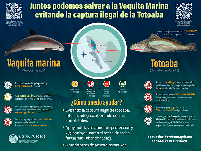 Totoaba y Vaquita marina