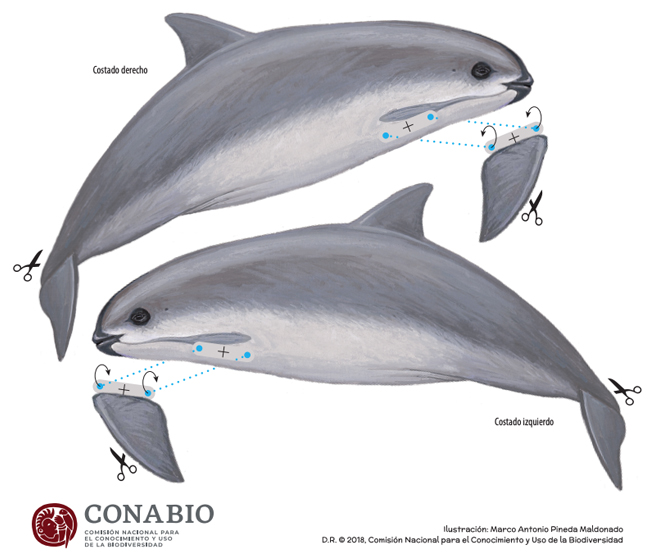 Totoaba y Vaquita marina