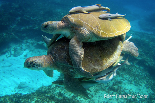 tortugas marinas