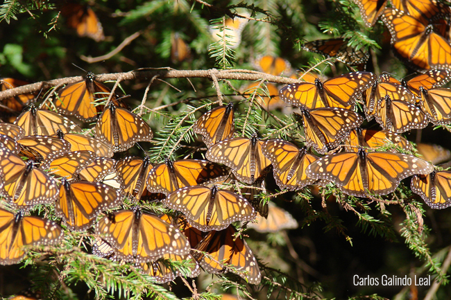 Mariposa Monarca