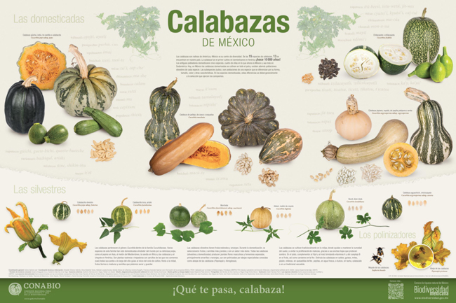 Cartel de calabazas