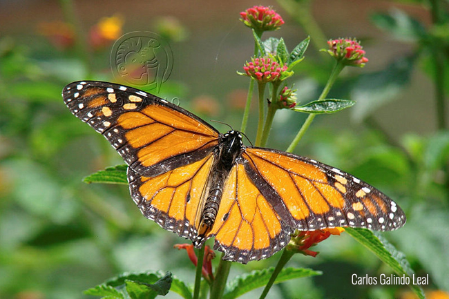 Mariposa monarca