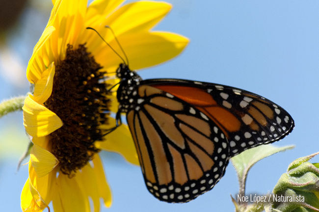 Mariposa monarca