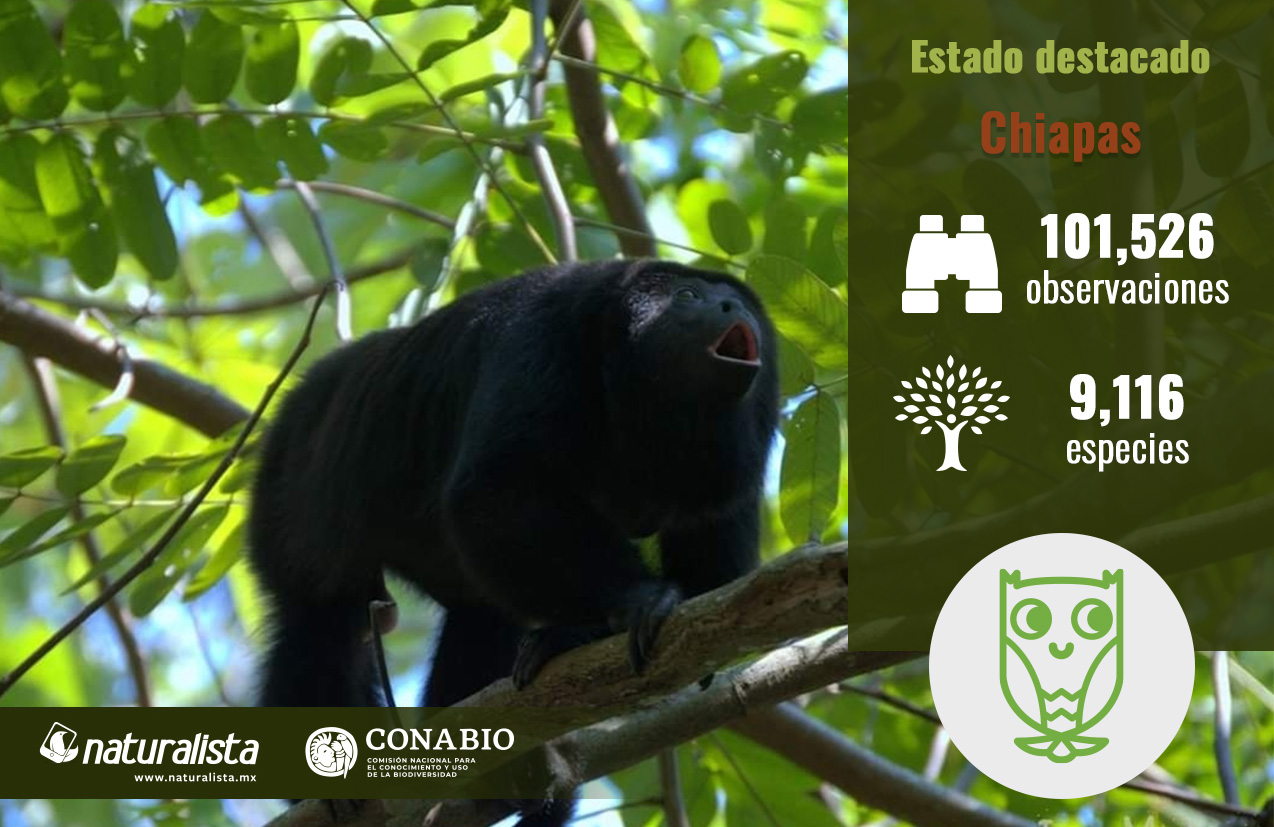 Chiapas, mono aullador