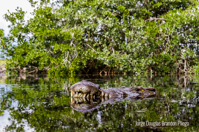 cocodrilo en manglar