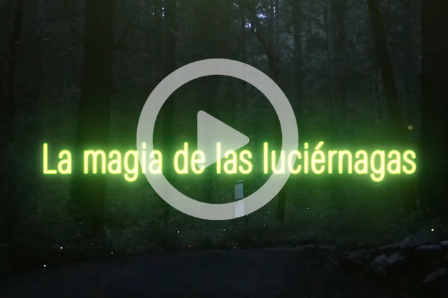 Video la magia de las luciérnagas