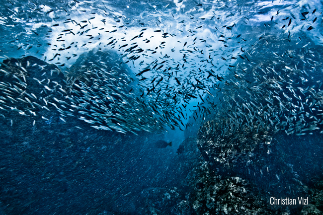 Peces, Ixtapa Zihuatanejo, Guerrero