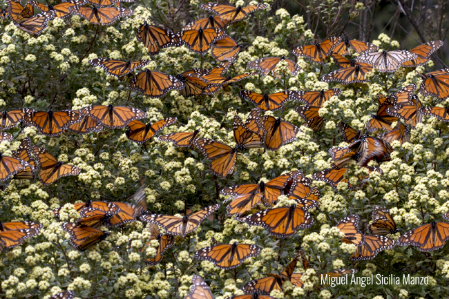 Mariposa Monarca