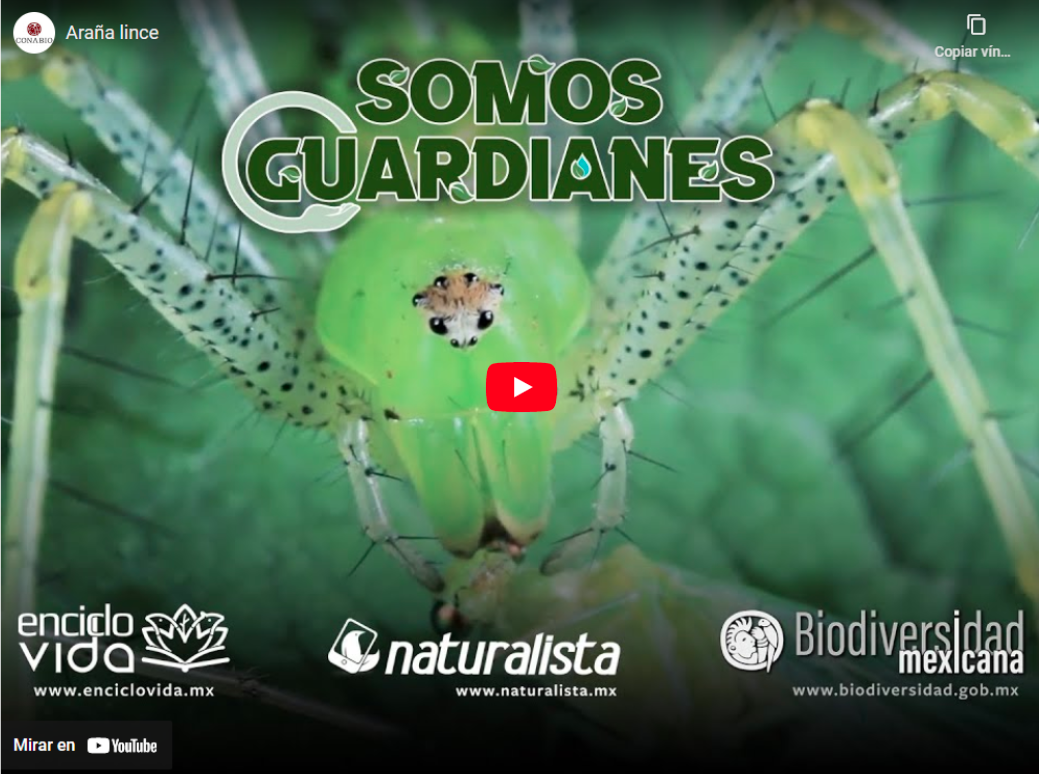 Somos guardianes