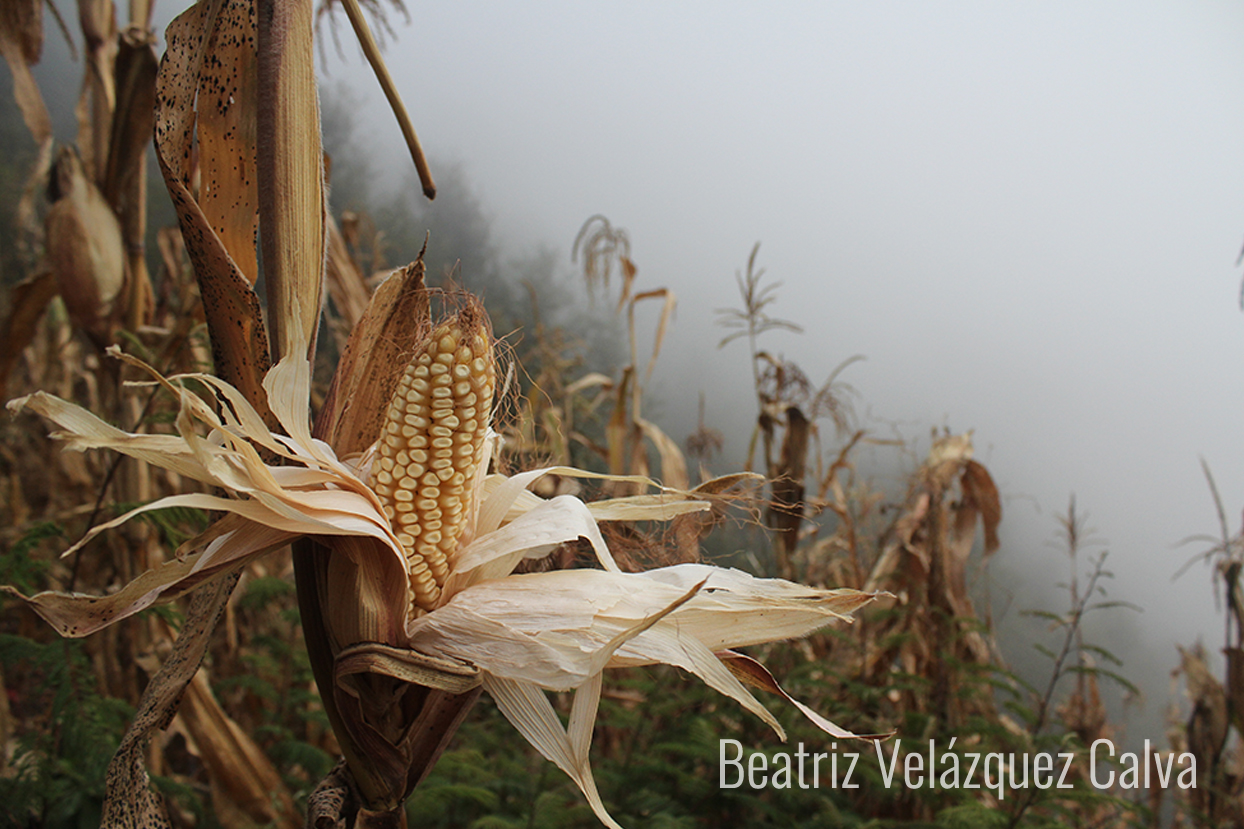 Nuestras soluciones están en la naturaleza