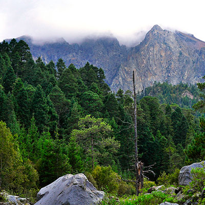 Bosques templados