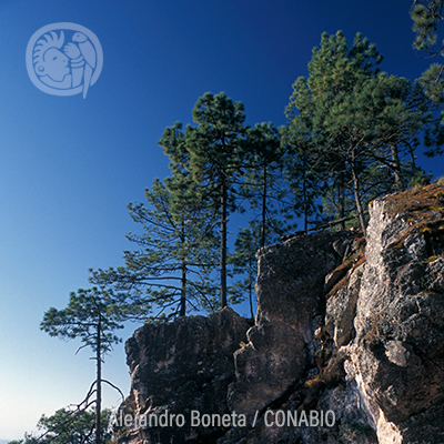 Bosques templados | Biodiversidad Mexicana