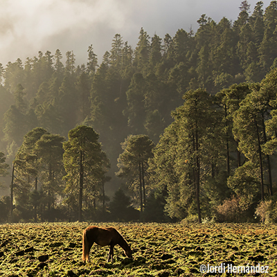 Ajusco