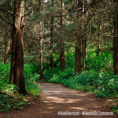 Bosque de Tlalpan