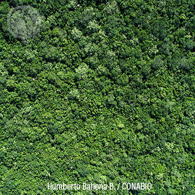 Árbol de Caoba: El 'Oro Rojo' de Quintana Roo