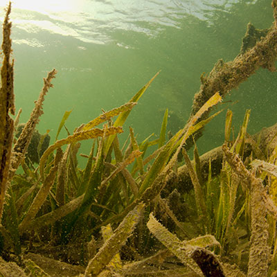 Praderas de pastos marinos