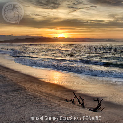 Dunas Costeras Biodiversidad Mexicana