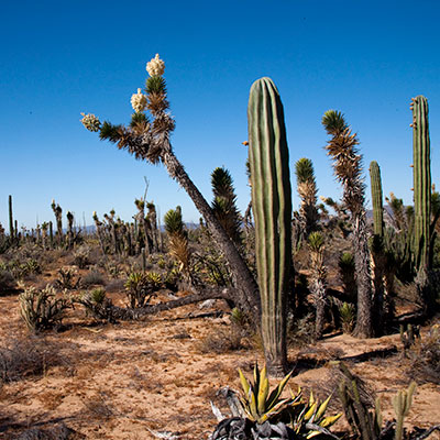 Ecosistemas de México | Biodiversidad Mexicana