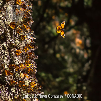 Maripoas monarca