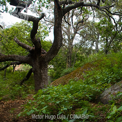 Sierra La Laguna