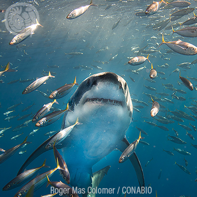 Isla Guadalupe