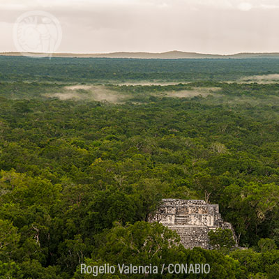 Calakmul