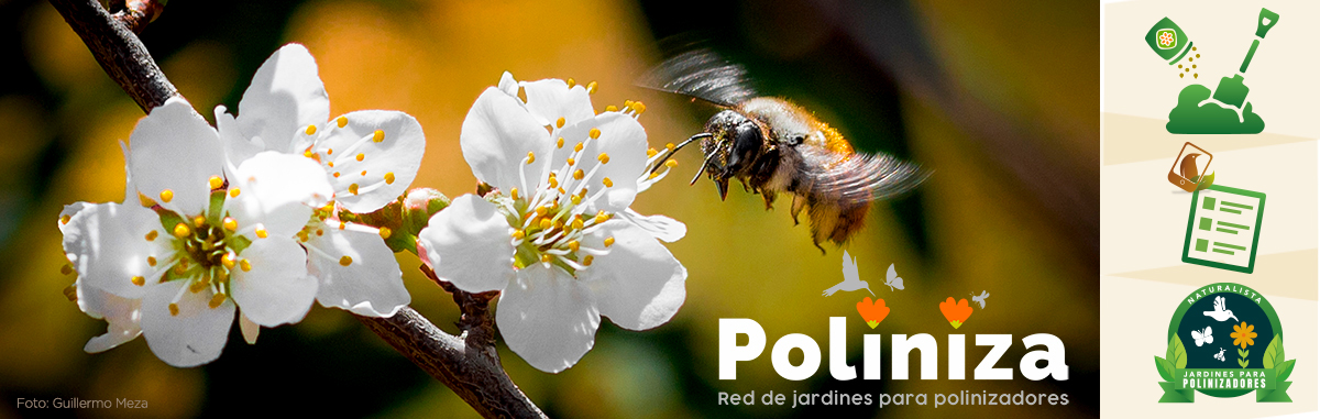 Poliniza | Biodiversidad Mexicana Poliniza | Biodiversidad Mexicana