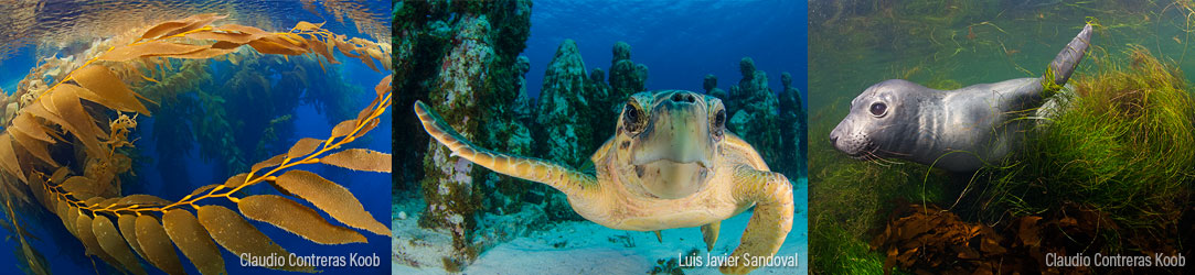 Flora y fauna en islas