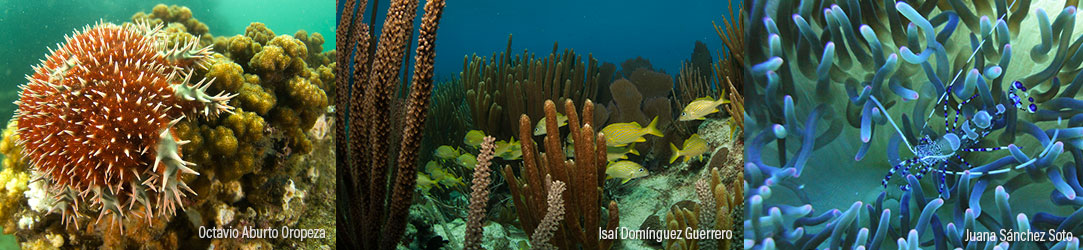 Arrecifes | Biodiversidad Mexicana